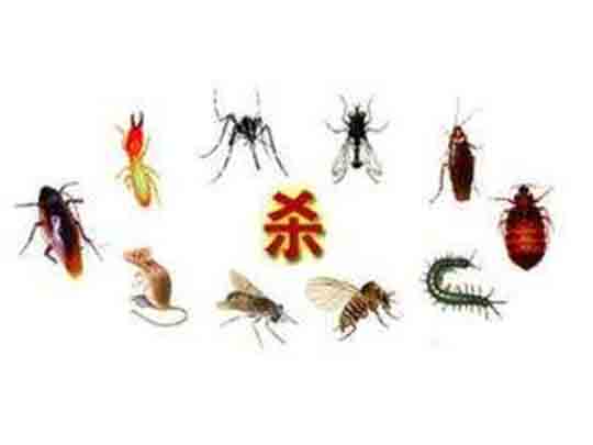 杀虫灭鼠